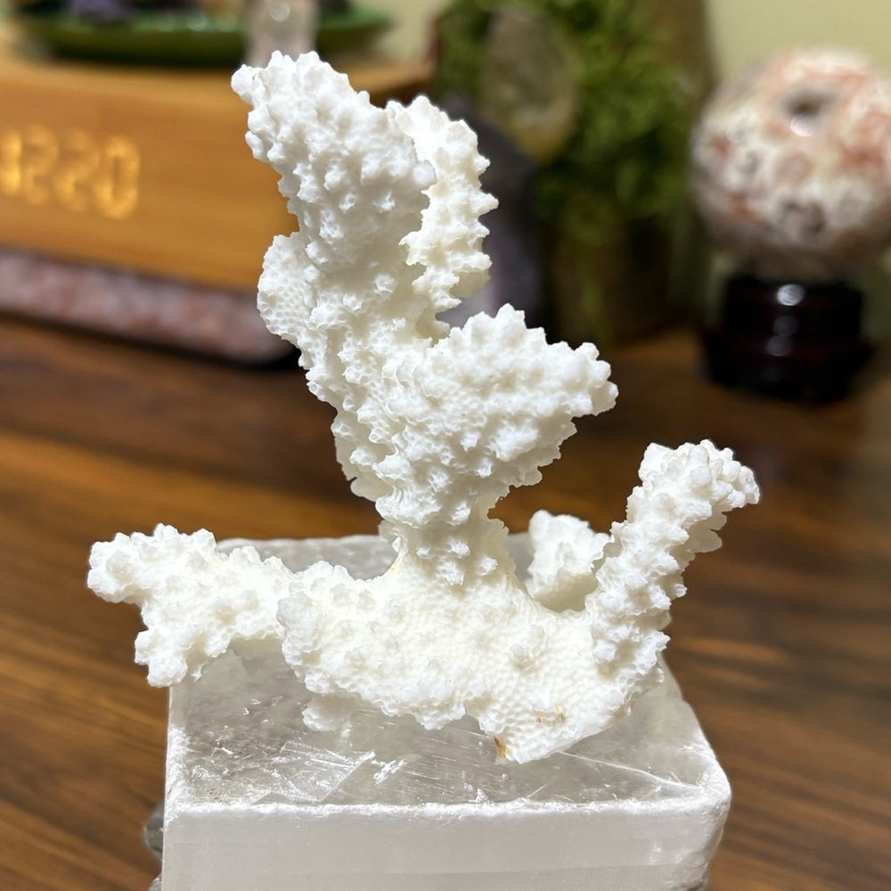Fossilized white coral tree